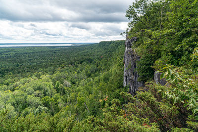 Scenic view of forest against sky