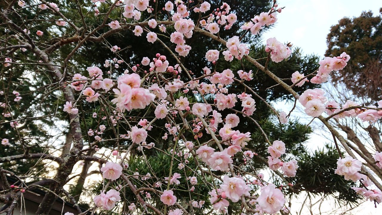 LOW ANGLE VIEW OF PINK CHERRY BLOSSOM