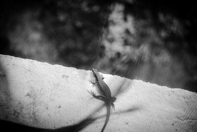 High angle view of insect