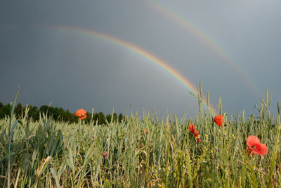 Scenic view of rainbow on field against sky