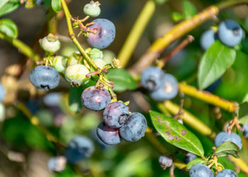 Close-up of berries growing on tree