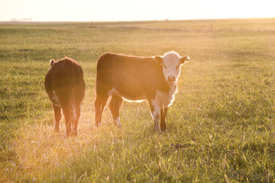 Horse grazing on field