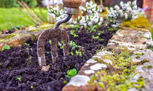 Close-up of fresh plants in garden