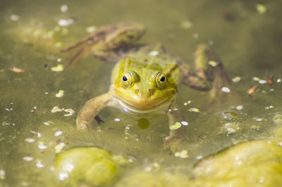 Close-up of frog in pond