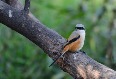 Close-up of bird perching on tree