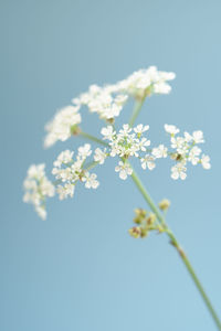 Low angle view of white flower against blue sky