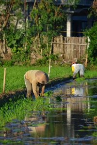 Farmers working on agricultural field