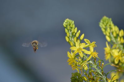 Close-up of insect on leaf