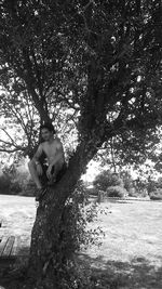 Close-up of horse on tree against sky