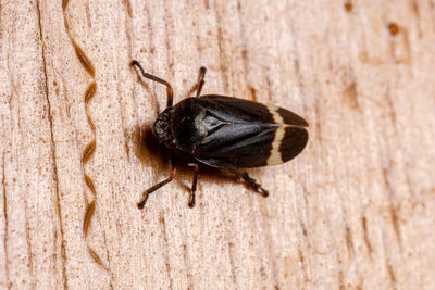 Close-up of black insect on wall