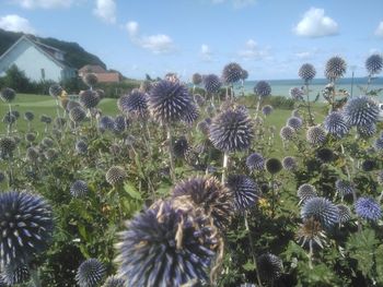 Close-up of thistle flowers on field against sky