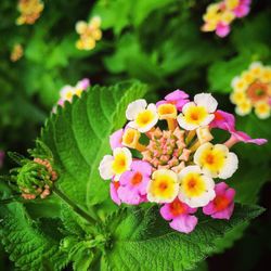 Close-up of pink flowers