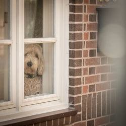 Close-up of dog looking through window