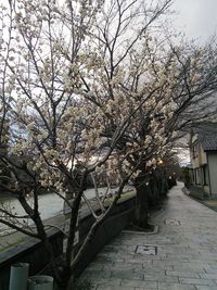 View of blooming tree in city