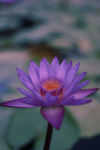 Close-up of purple water lily