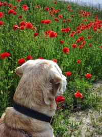Close-up of a dog on grass