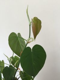 Close-up of leaves