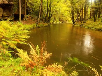 Scenic view of lake amidst trees in forest