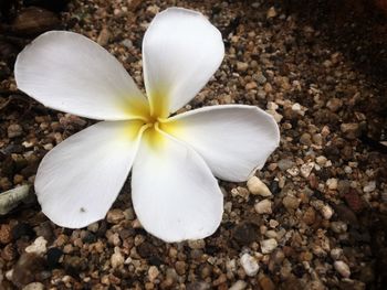 High angle view of white flower on pebbles