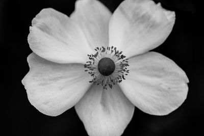 Close-up of flower blooming against black background