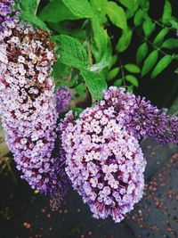 Close-up of purple flowers