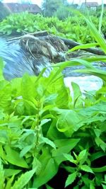Close-up of snake on plant