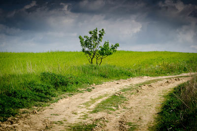 Scenic view of field against sky