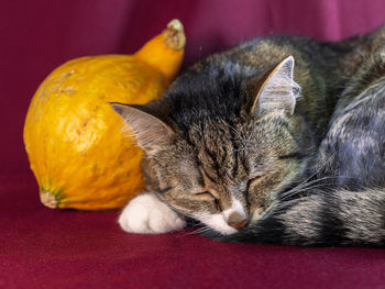 Close-up of a cat