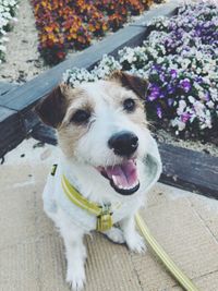 High angle portrait of dog