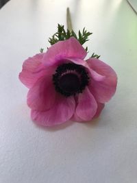 Close-up of pink flower