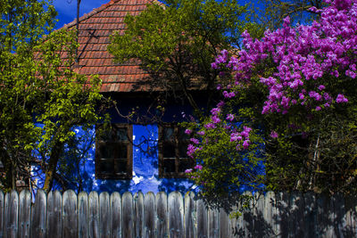 Purple flowering plants by building