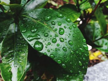 Close-up of raindrops on leaves