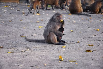 Macaque long tailed monkey, close-up genus macaca cercopithecinae, monkeys in thailand. asia.