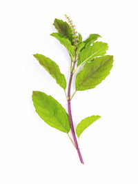 Close-up of leaves against white background