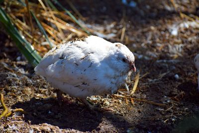 Coturnix quail