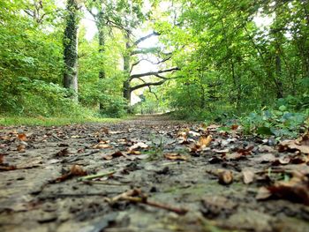 View of trees in forest