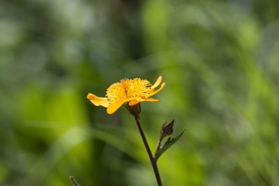 Close-up of yellow flowering plant