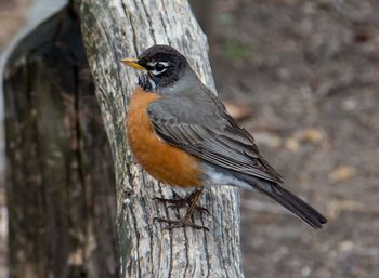 Close-up of bird perching on tree trunk