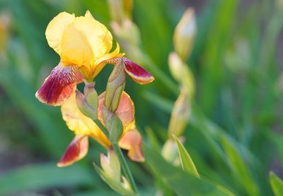 Close-up of yellow flowering plant