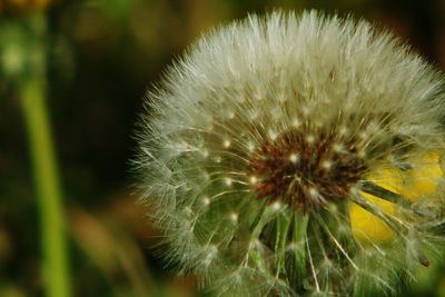 Close-up of dandelion flower