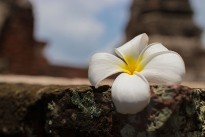 Close-up of white frangipani on rock