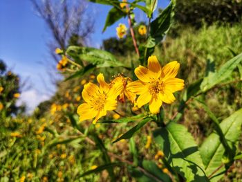 Close-up of yellow flowering plant