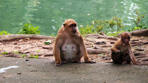 Monkey sitting on shore