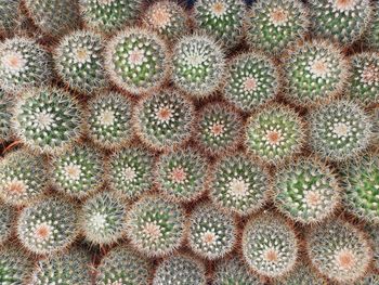 Full frame shot of succulent plant on field