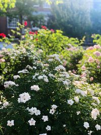 Close-up of white flowering plants in park