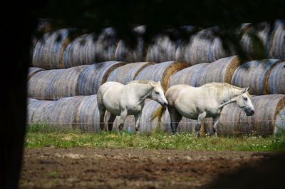 Sheep grazing in grass