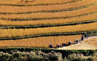 High angle view of people working in field