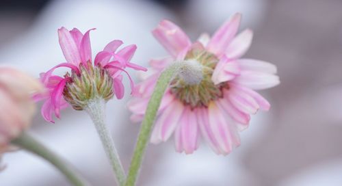 Close-up of pink flowers blooming outdoors