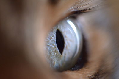 Cropped image of person eye