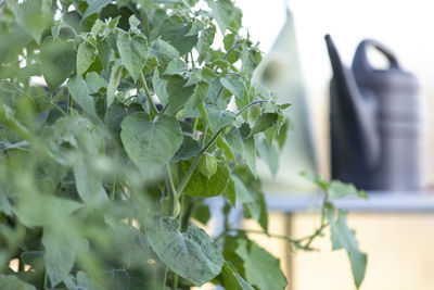 Close-up of fresh green plant